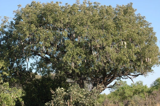 Sausage tree 